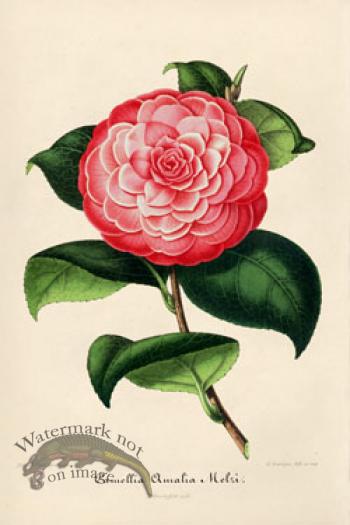 Camellias